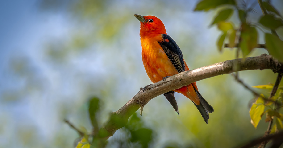 bird in tree